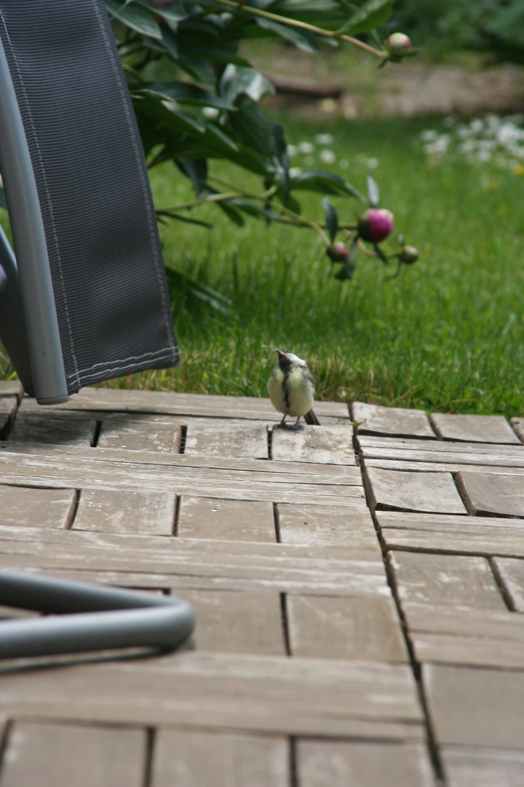 Wippsteerts Gartenecke