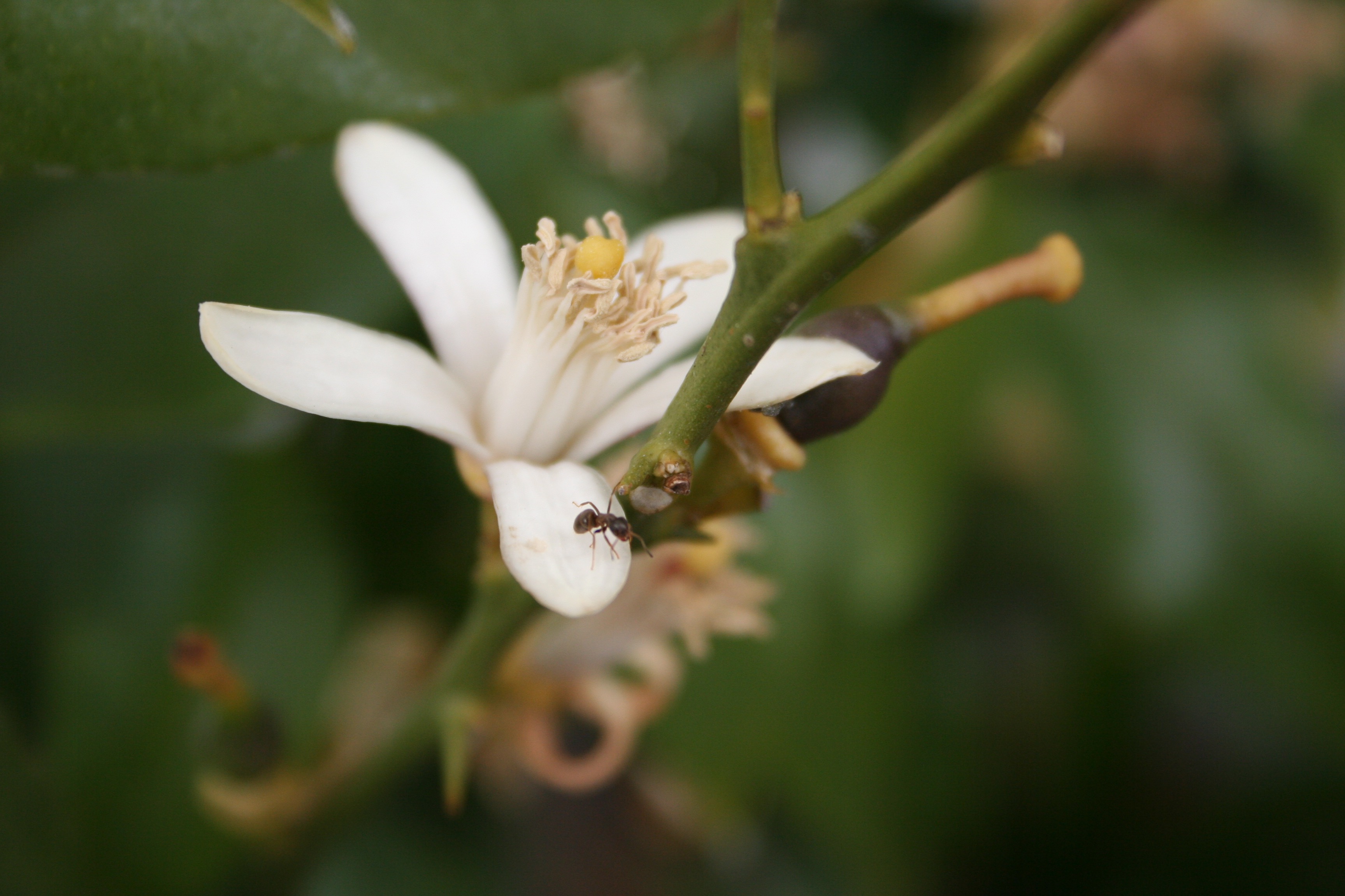 zitronenblüte 2
