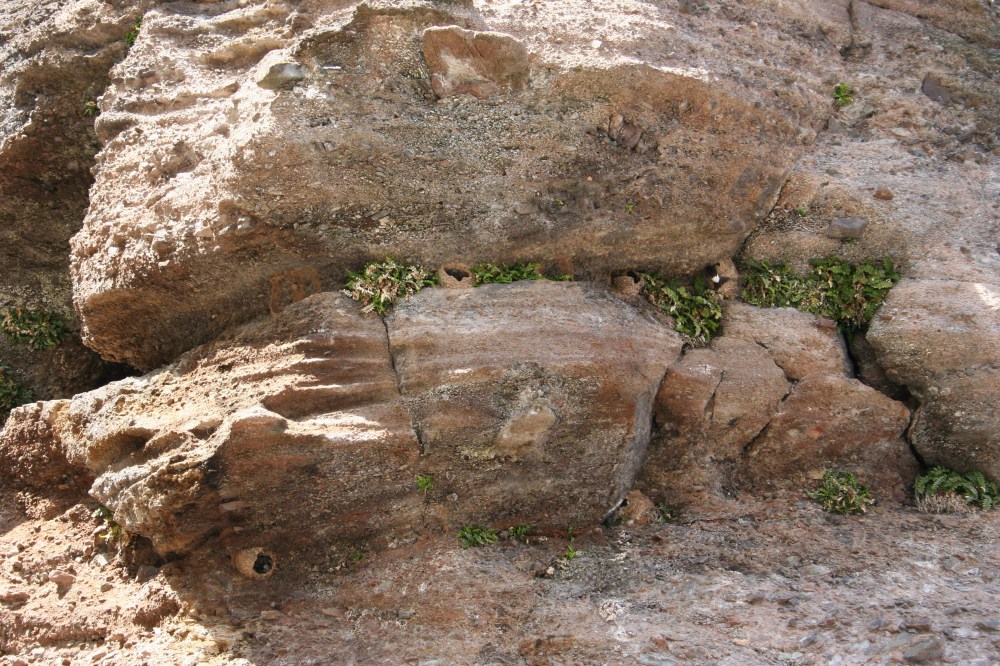 Schwalbennester