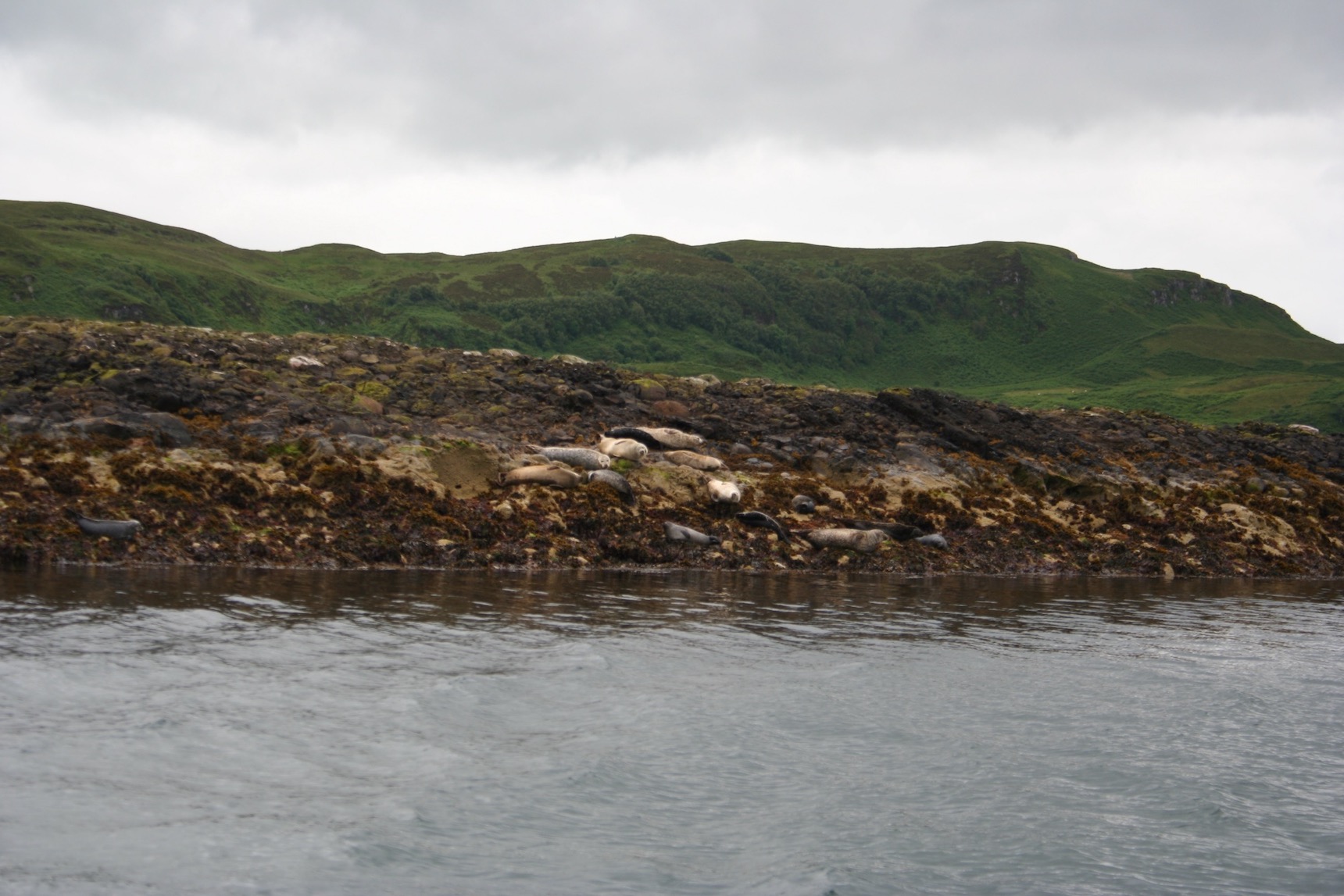Seehunde bei Oban 2 2