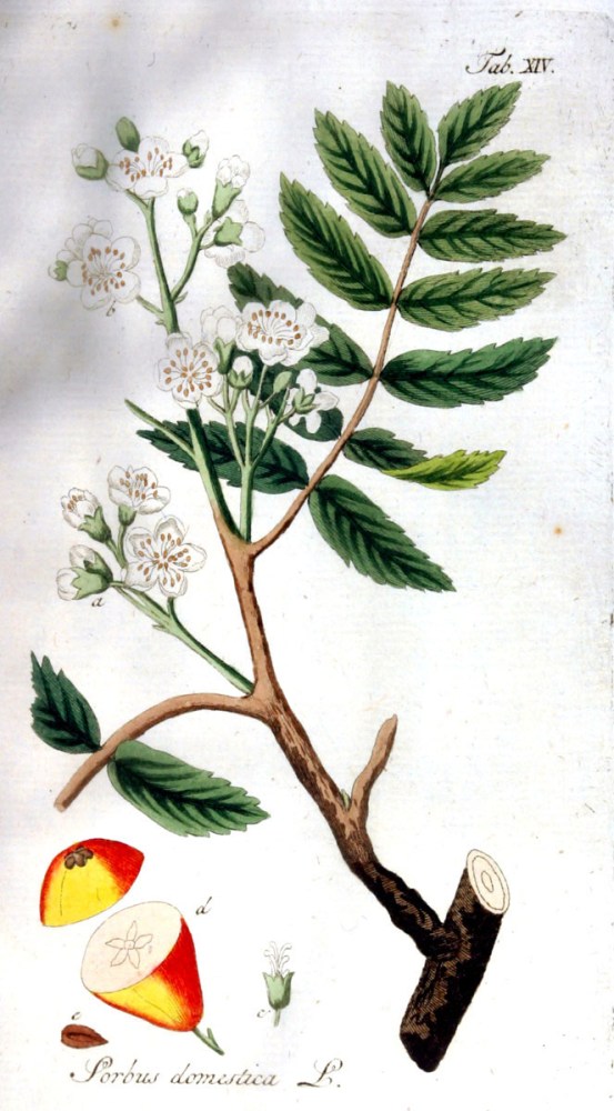 Sorbus domestica_0
