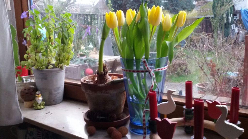 Wippsteerts erste Februartage