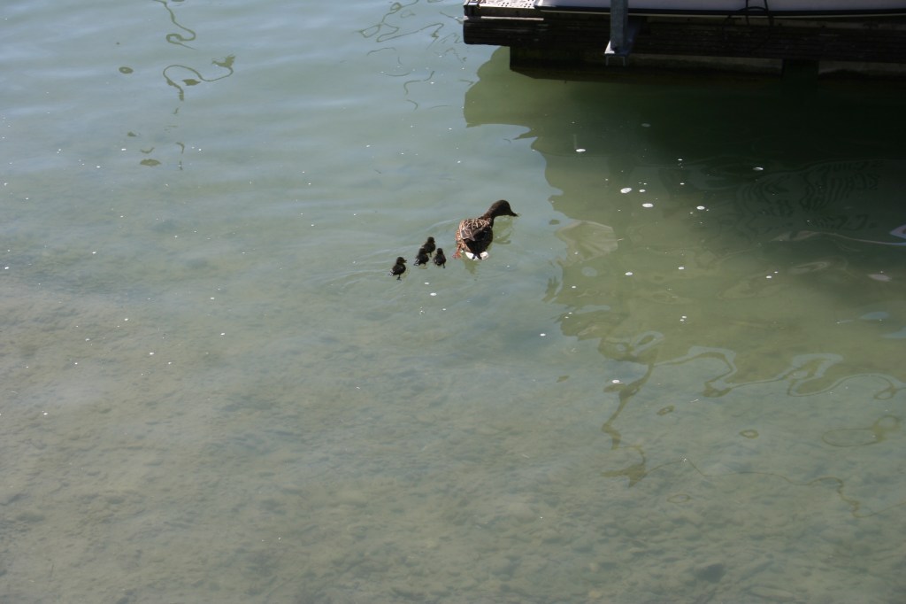 Bodensee im Mai