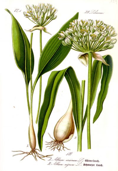 Illustration_Allium_ursinum1-400x581