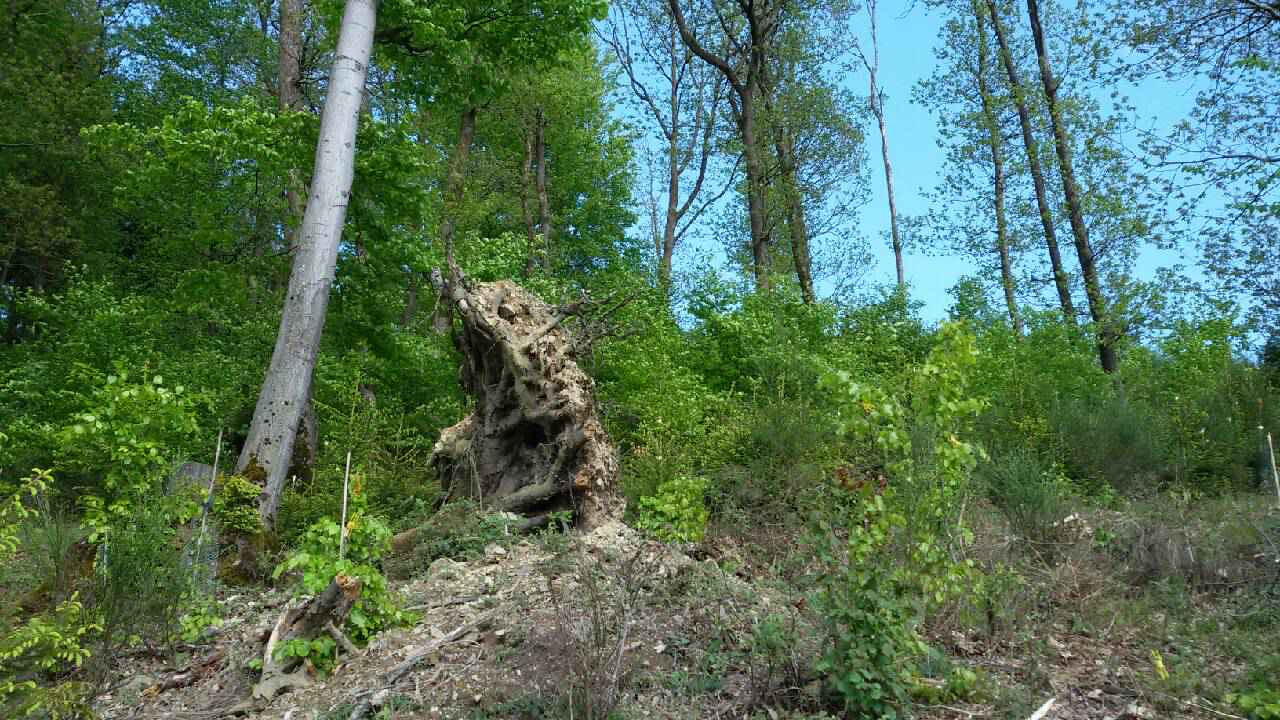 20170520_163814