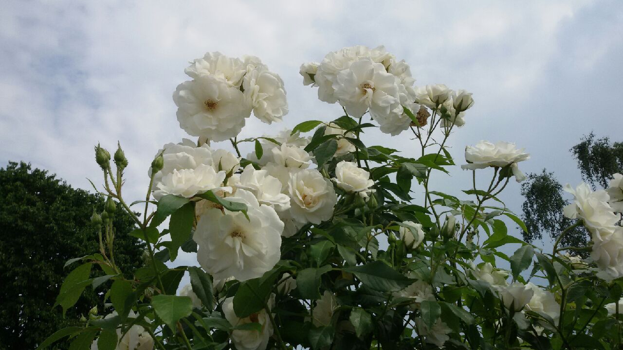 20170528_154354(2)