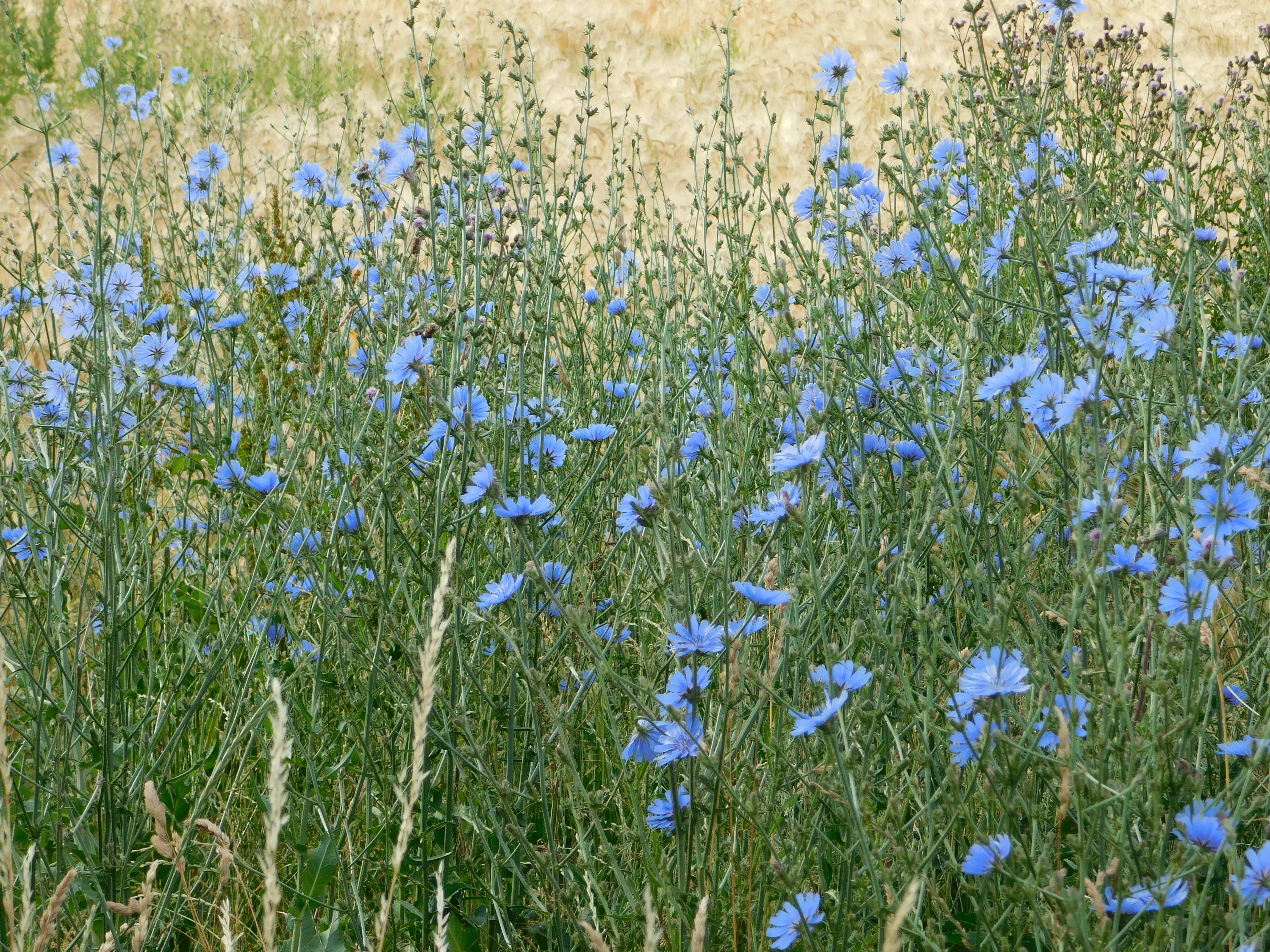 DSCN3113