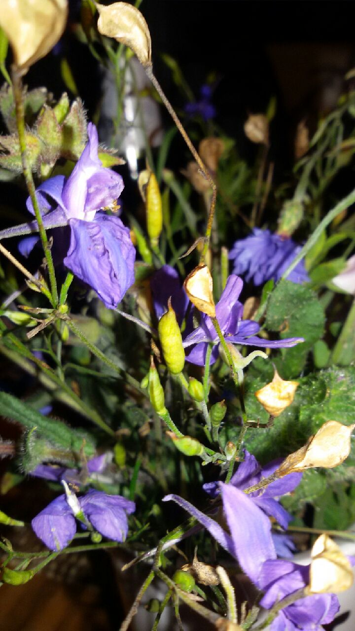 Sommerherbst