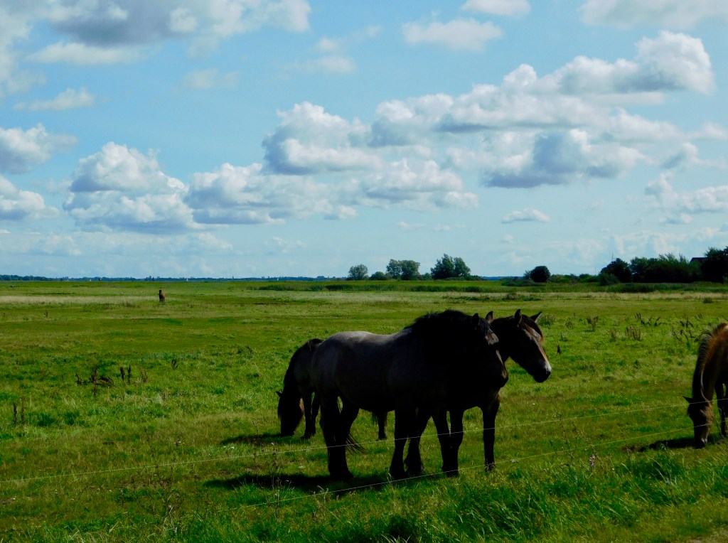 Hiddensee