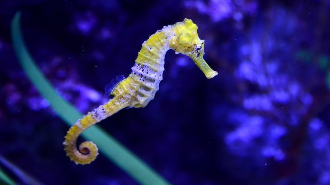 tmp_10711-seepferdchen-genom-evolution1007090223