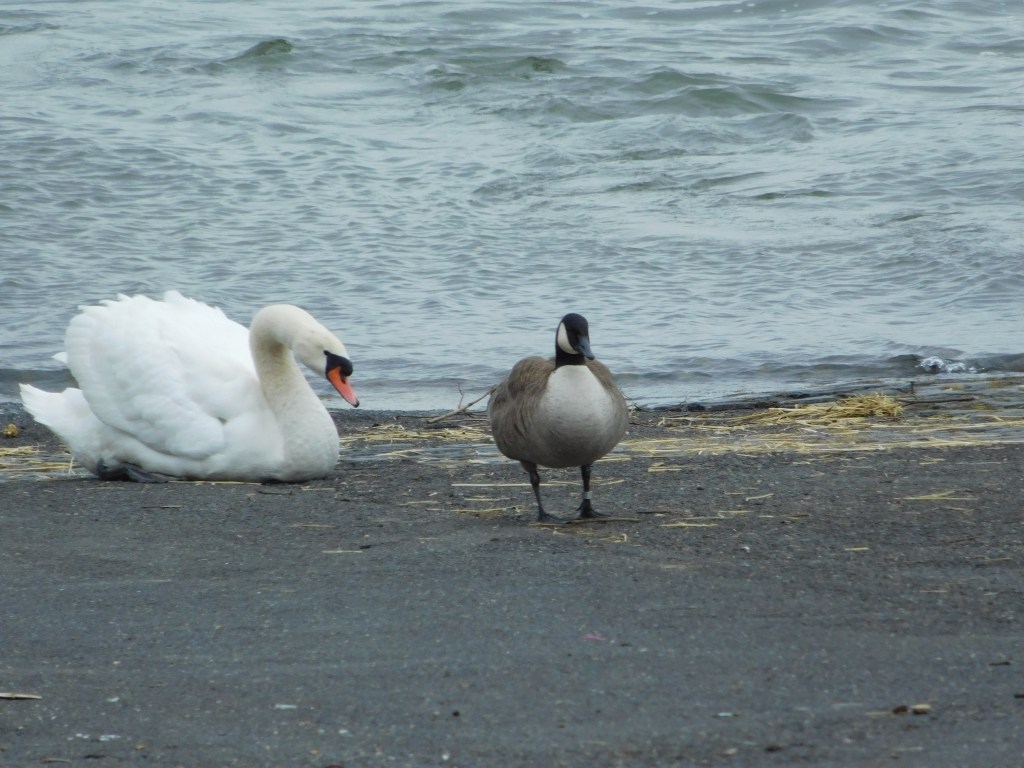 so viele Vögel