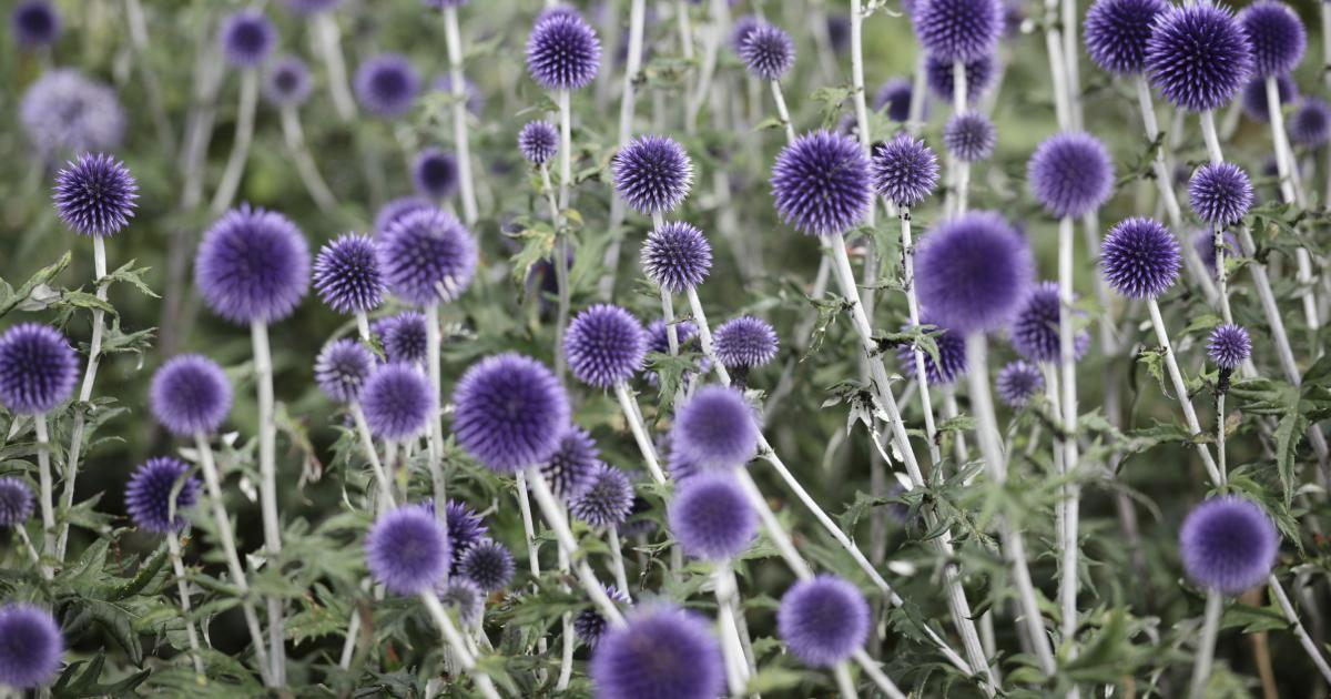 kugeldistel-echinops-17399666-istock
