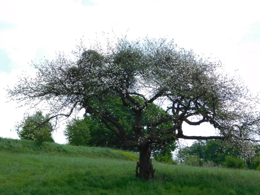 Poesie und Freiheit