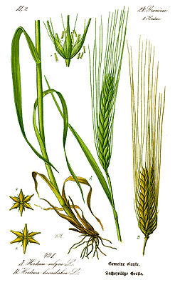 246px-Illustration_Hordeum_vulgare0B.jpg