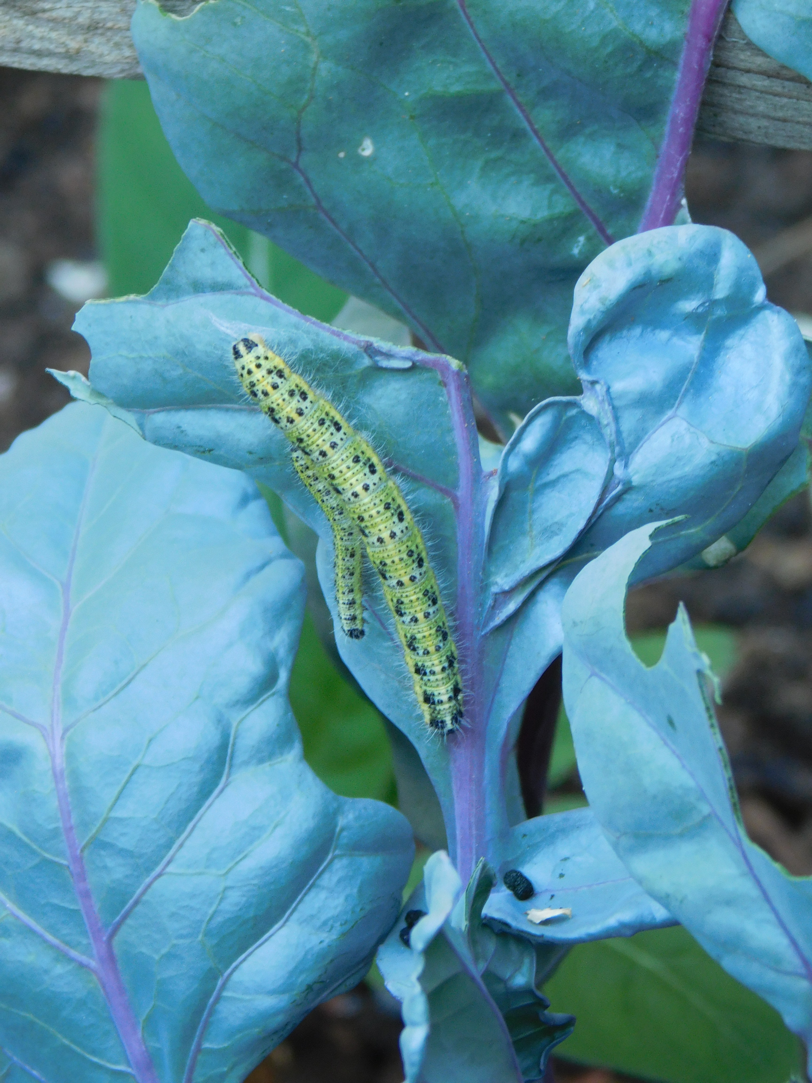dscn5181.jpg
