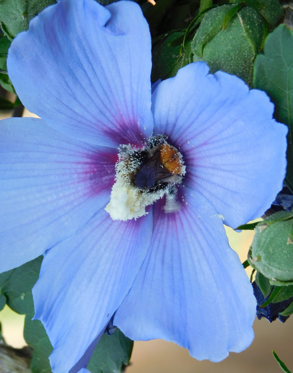 Stempel, ein wenig Garten, ein wenig Bücher,&nbsp;…