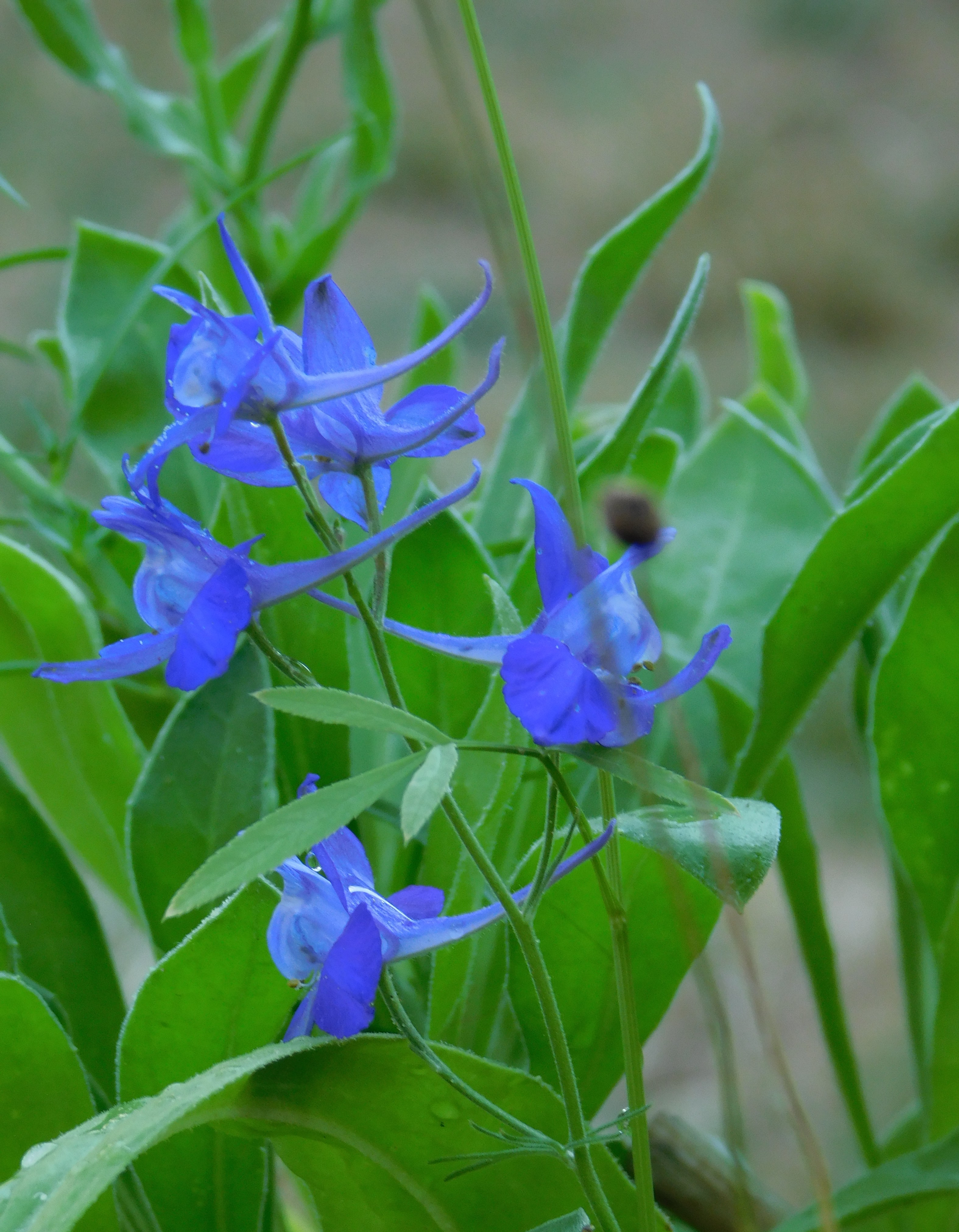 dscn5188.jpg