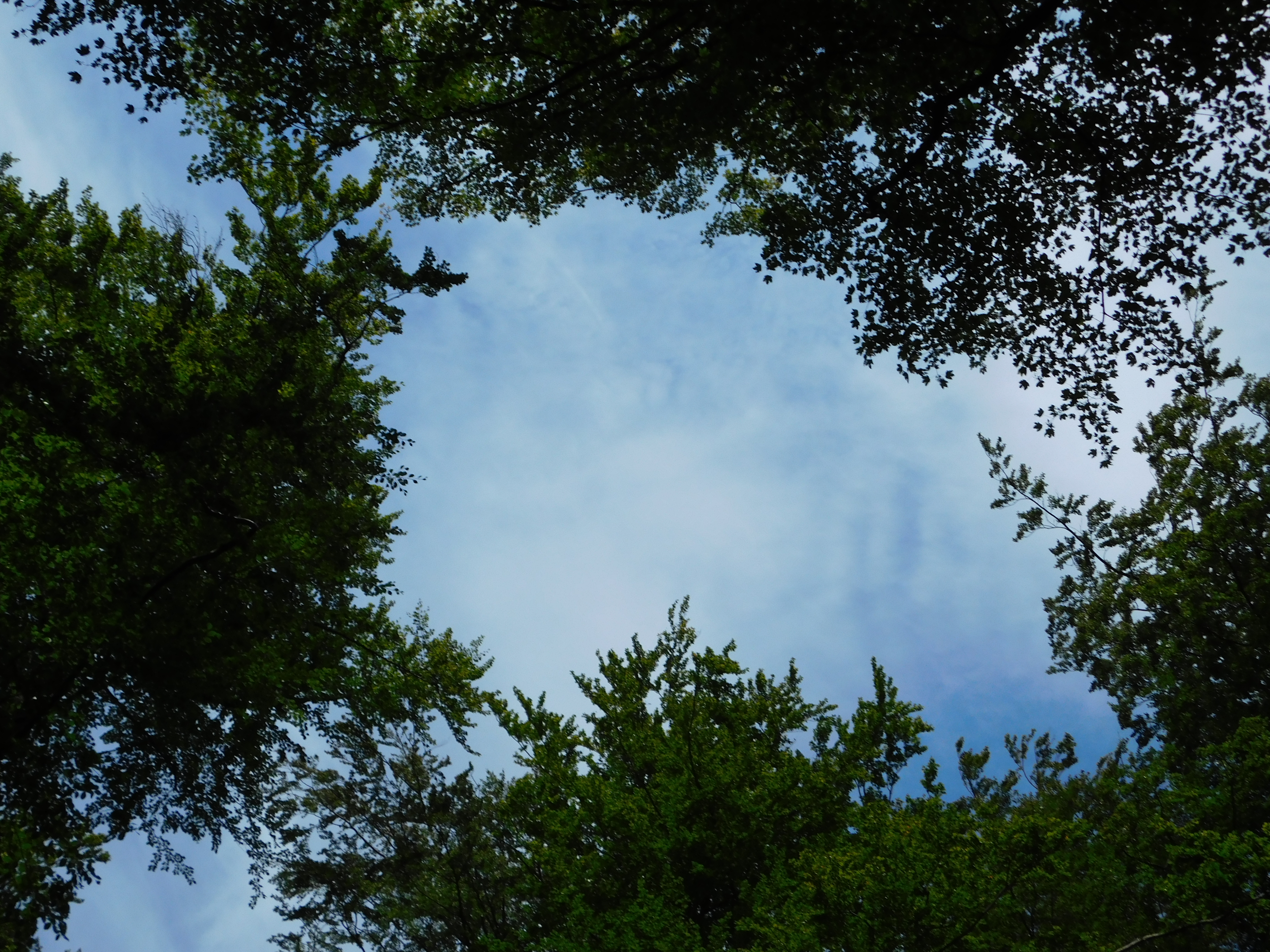 DSCN5220