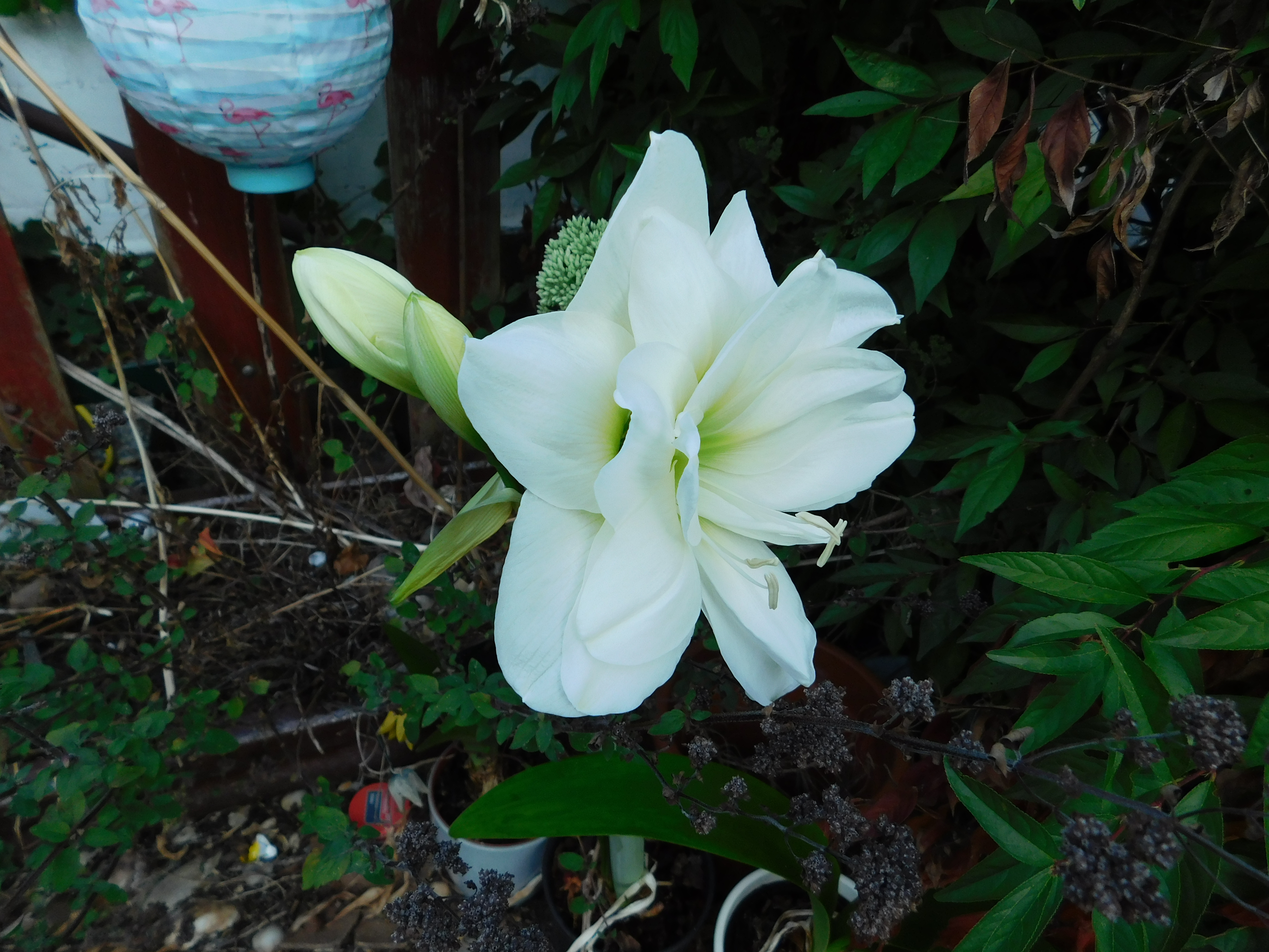 DSCN5272