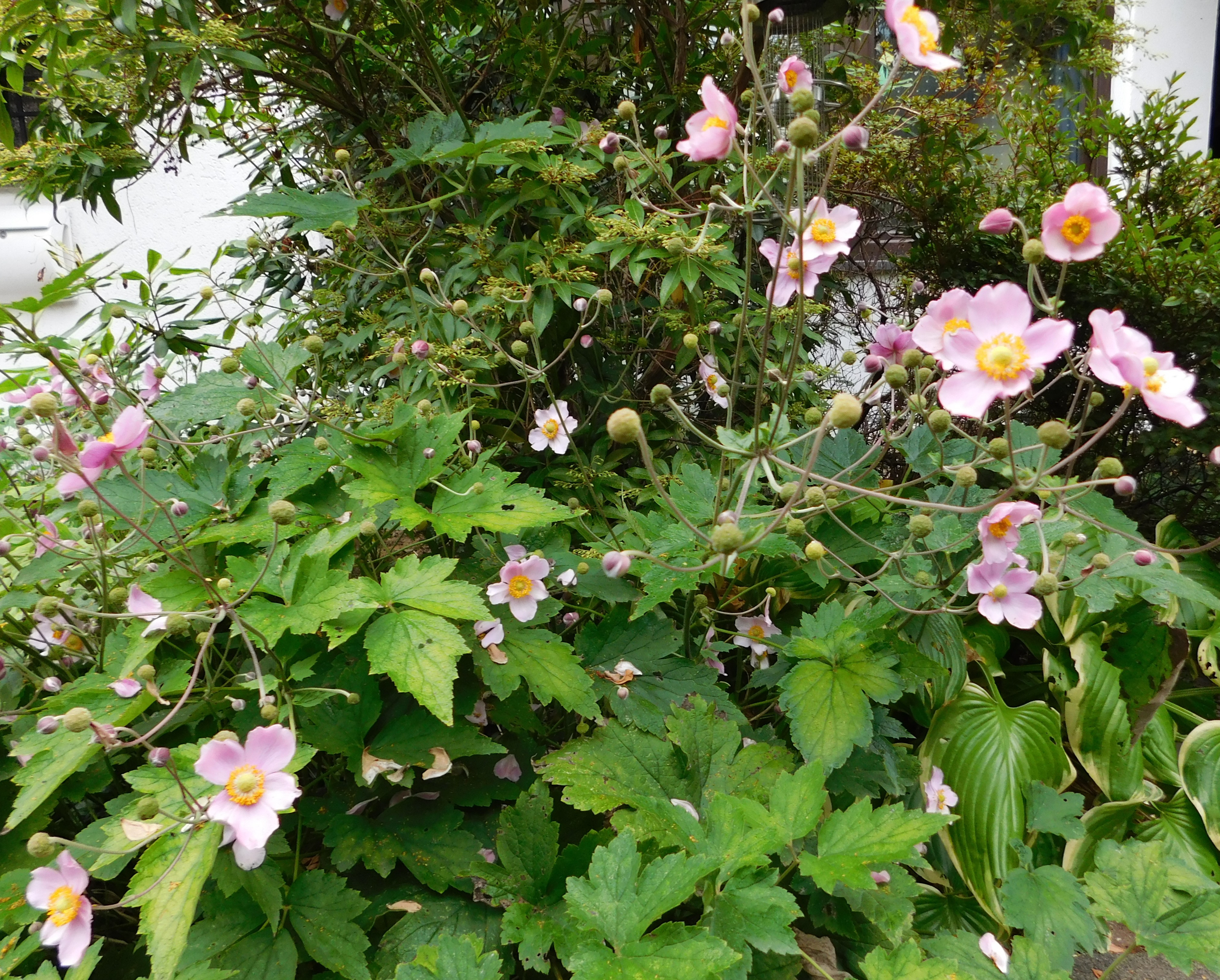 DSCN5386