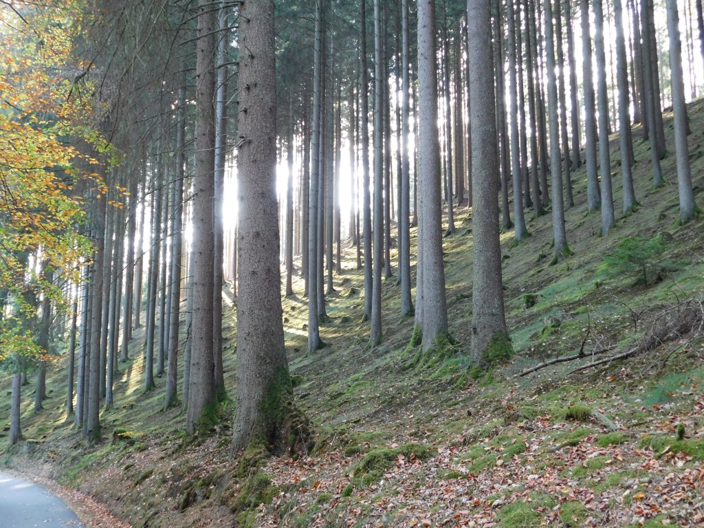 Herbstwald mit Hirschen