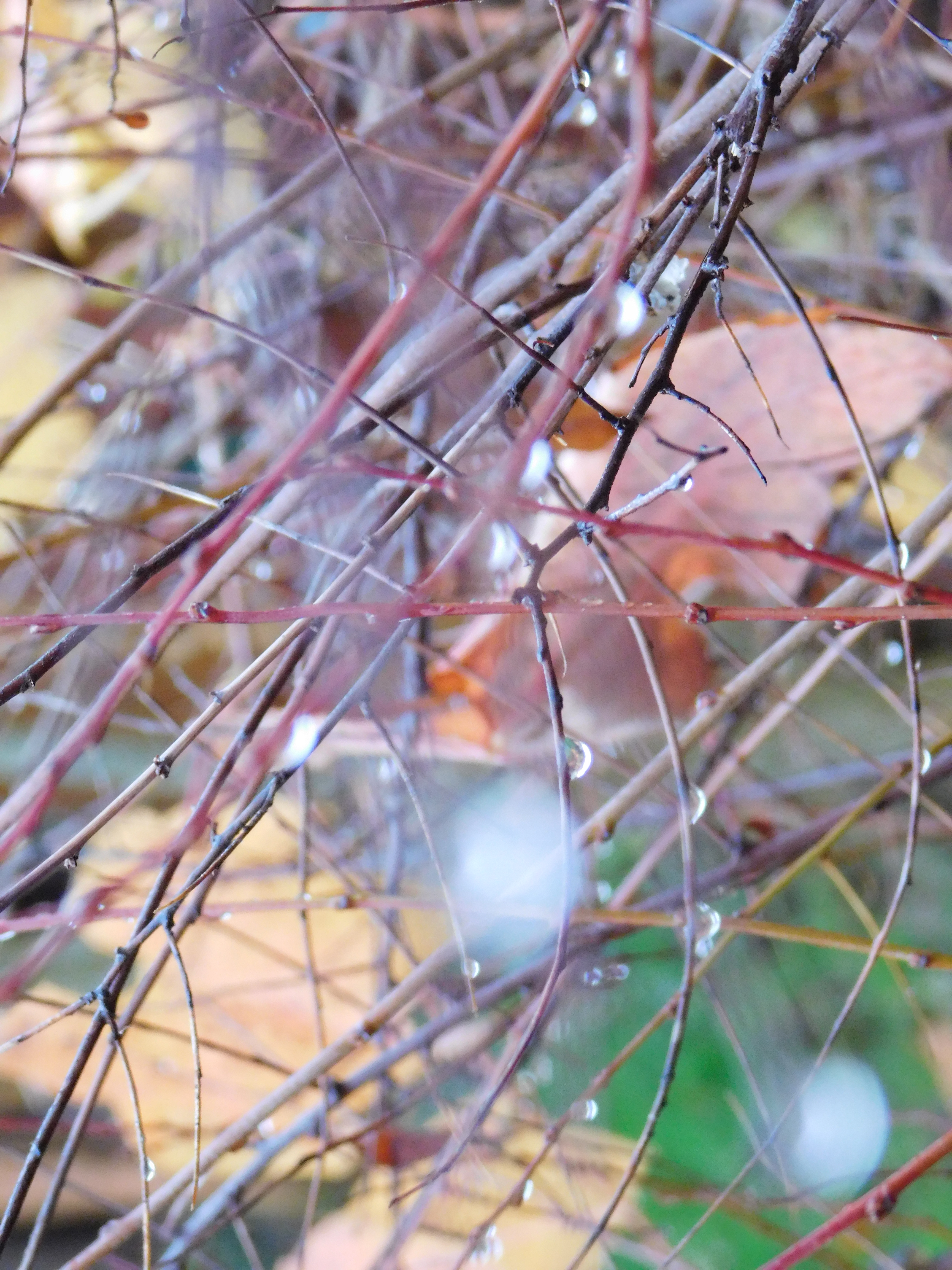 DSCN5612