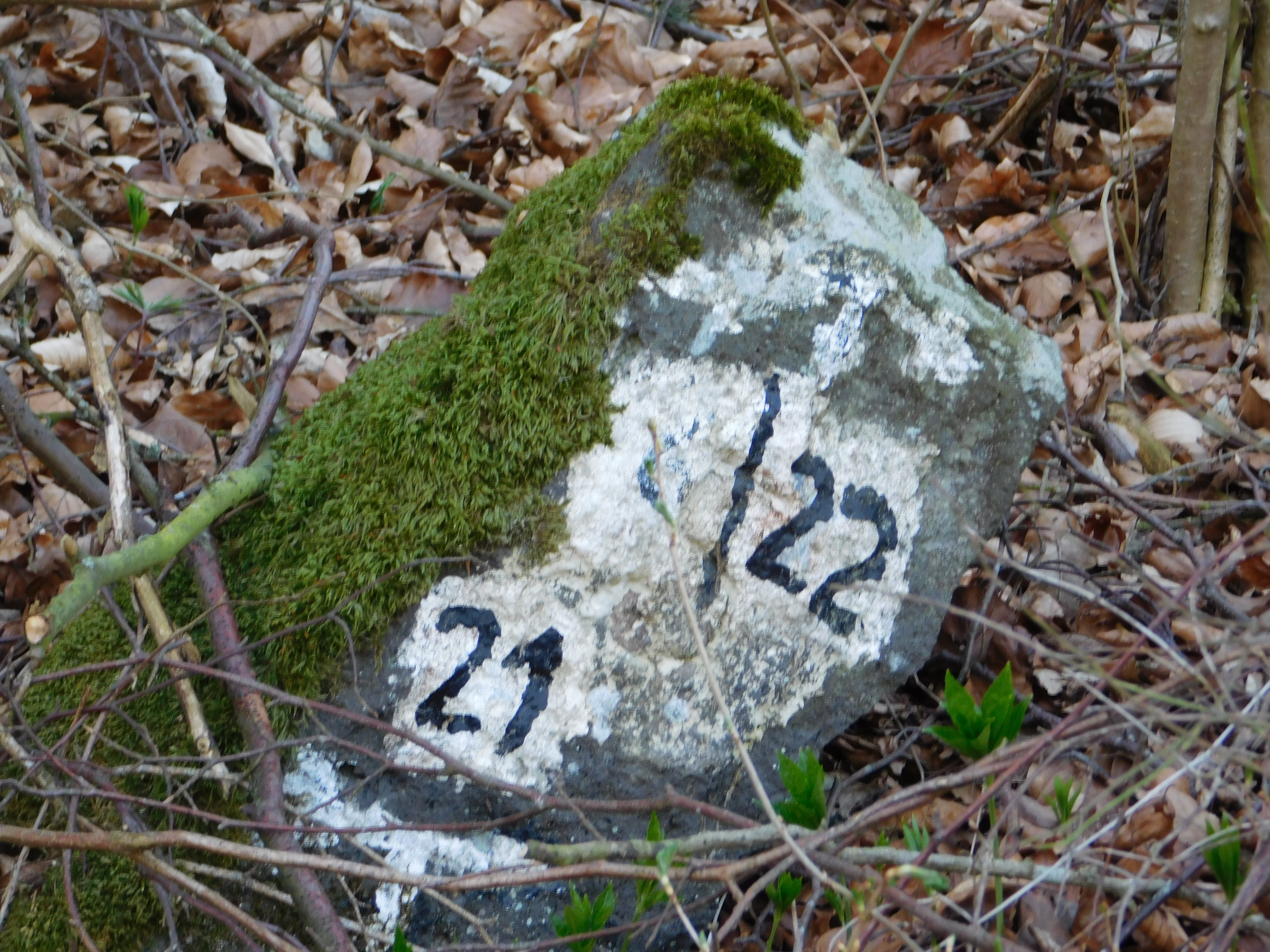DSCN6527