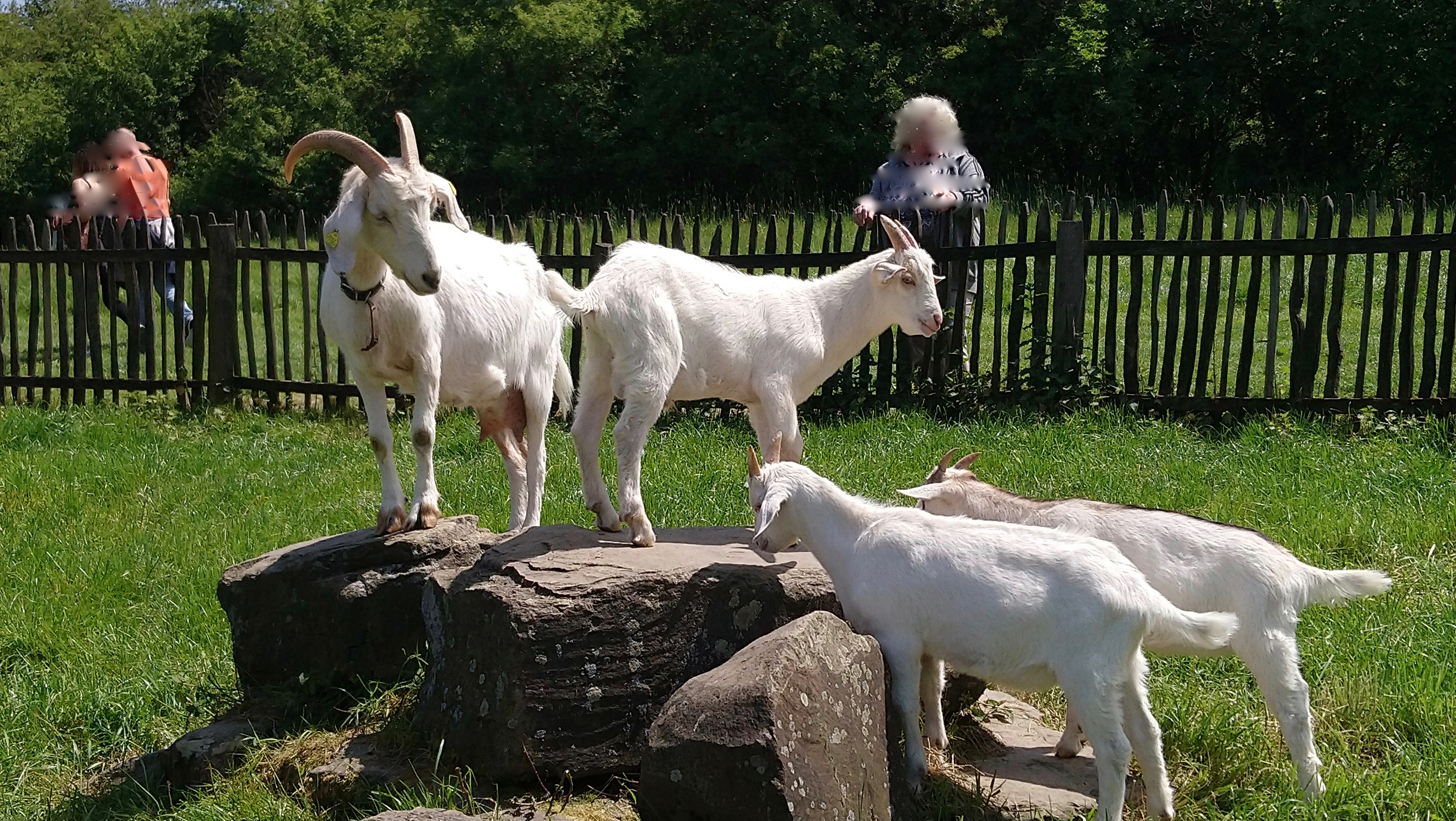 Hausziegen