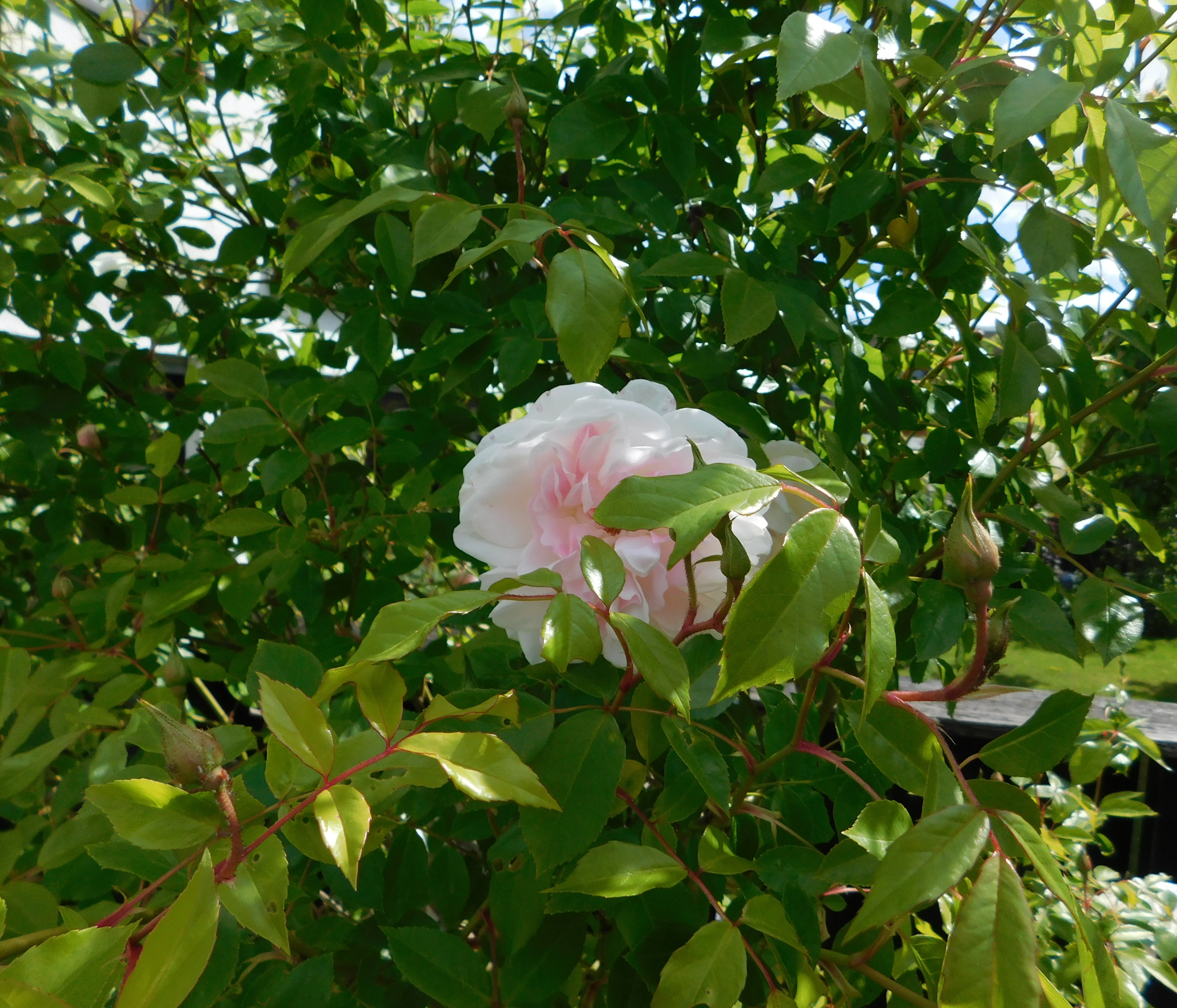 DSCN7104
