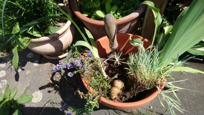 Ableger für meinen Garten
