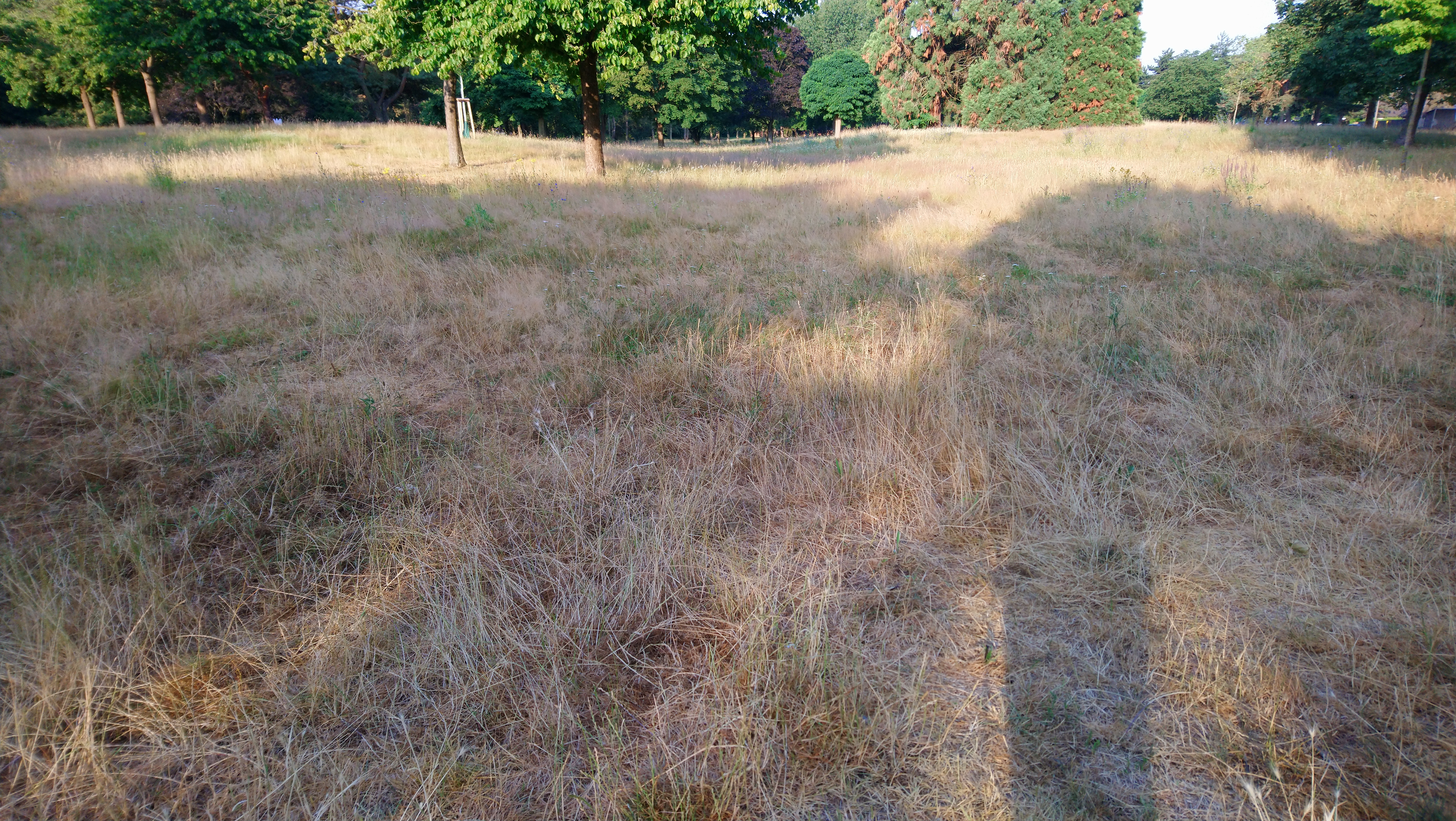 Park früh morgens