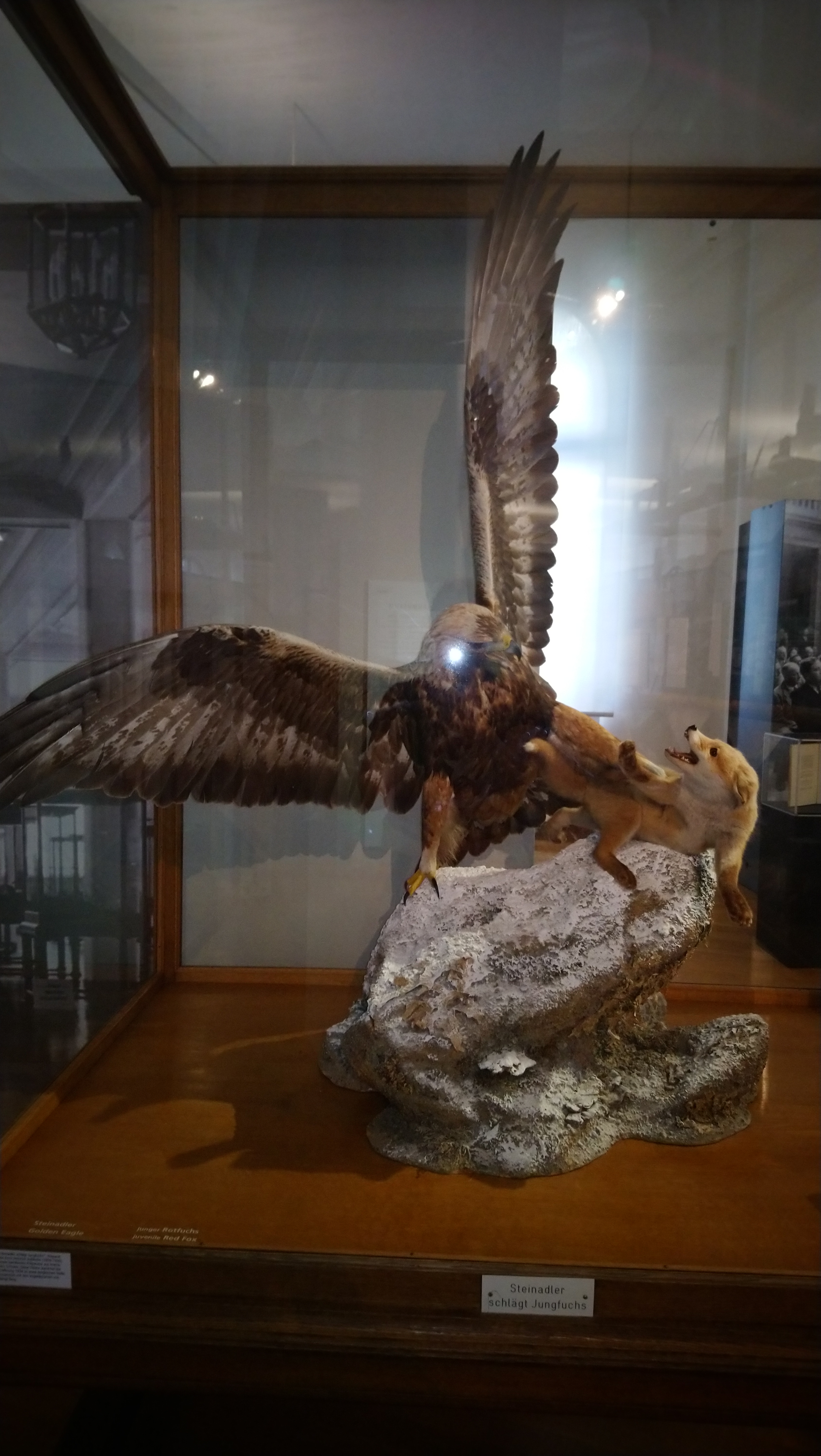 Fuchs U Adler