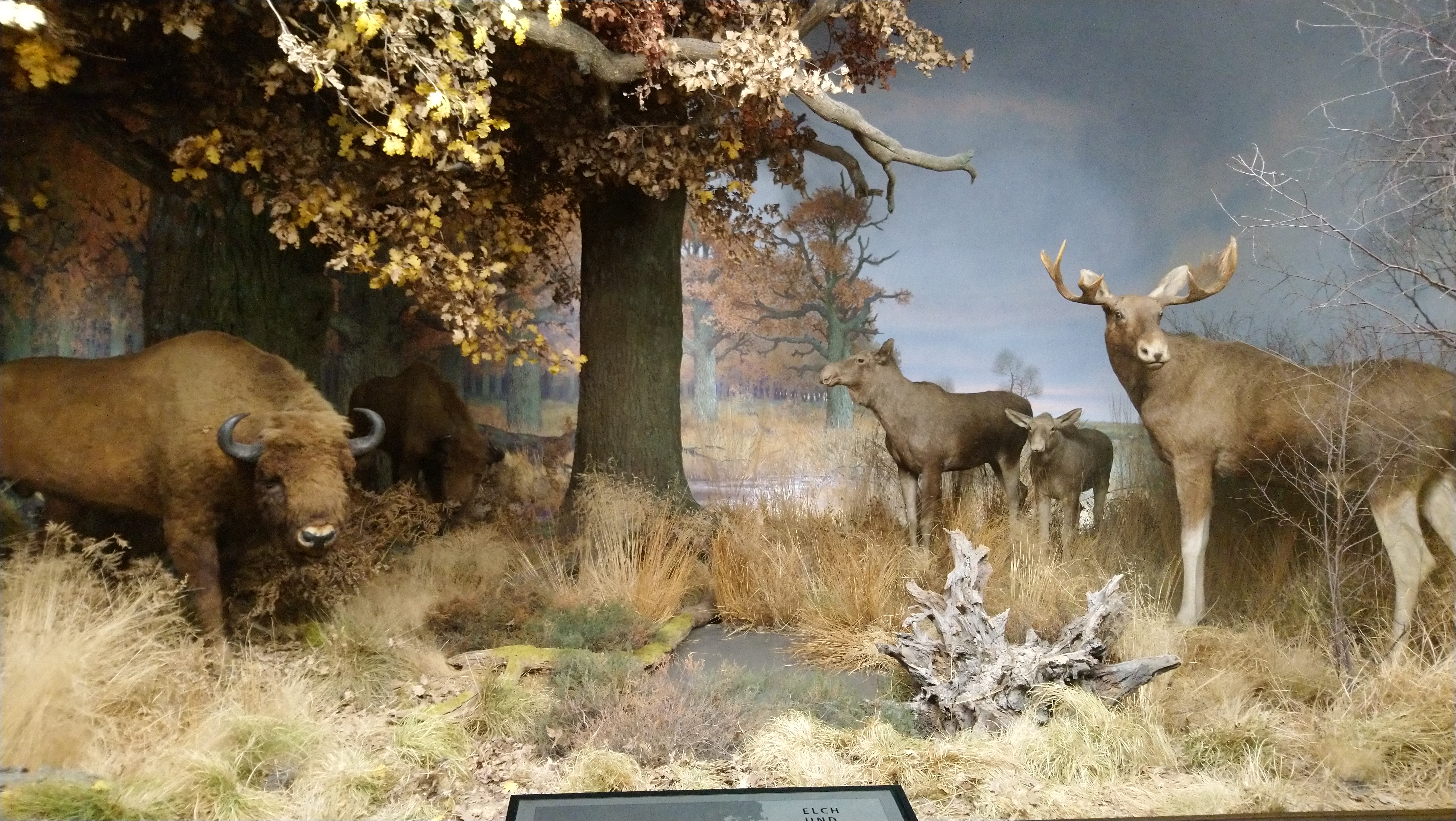 Elch und Wisent