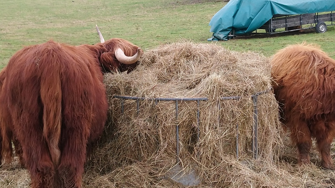 High land cows