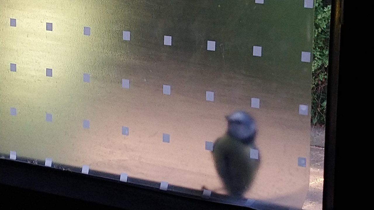 verrückter Vogel