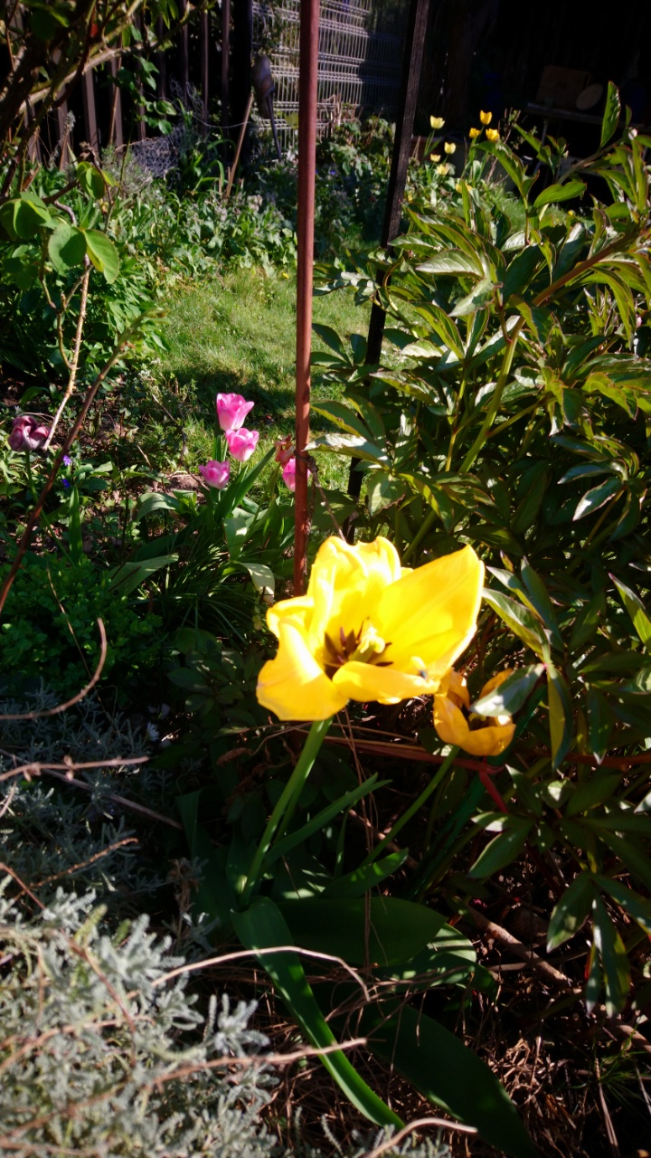 DSC_2027Garten