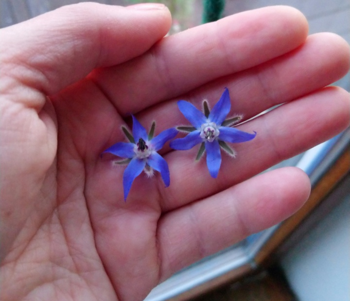 Blüten