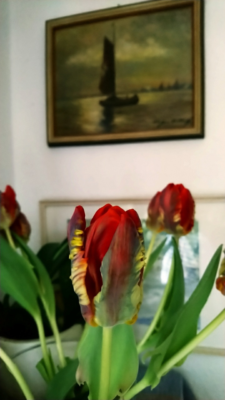 Papageien Tulpe