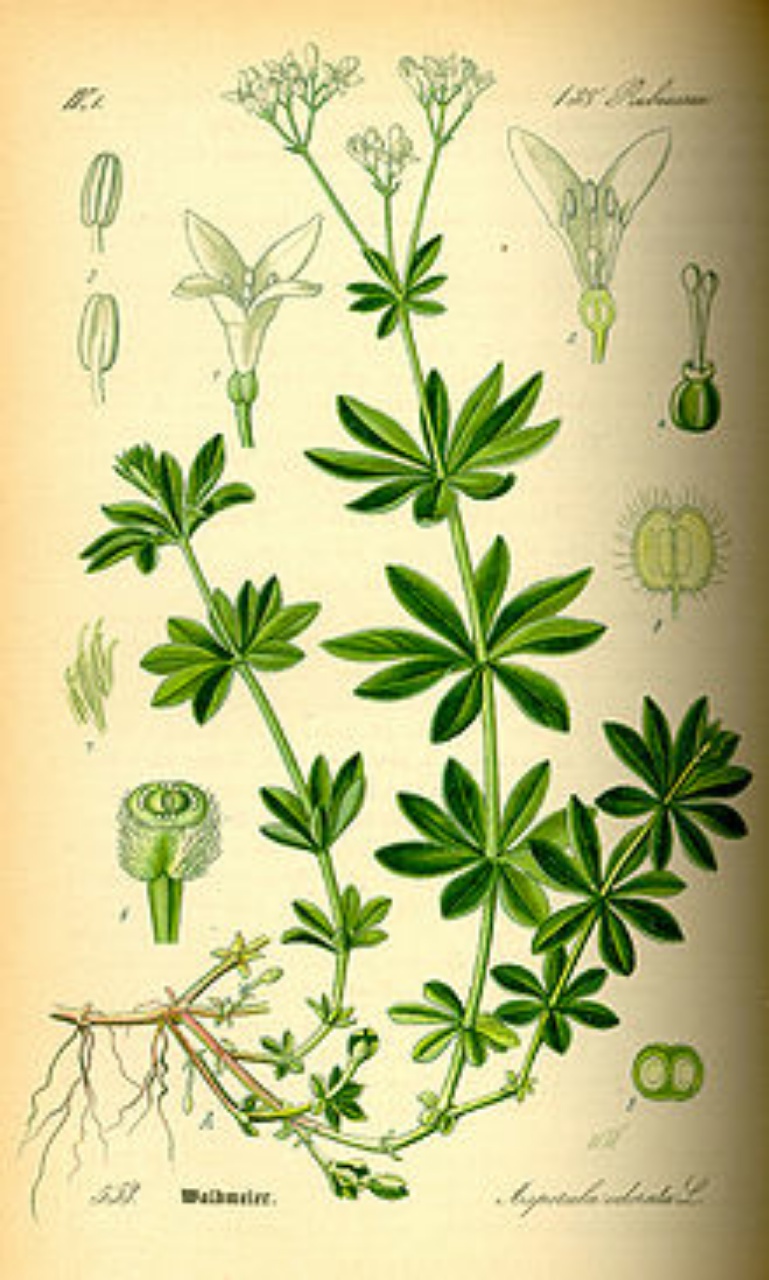 Waldmeister Thome