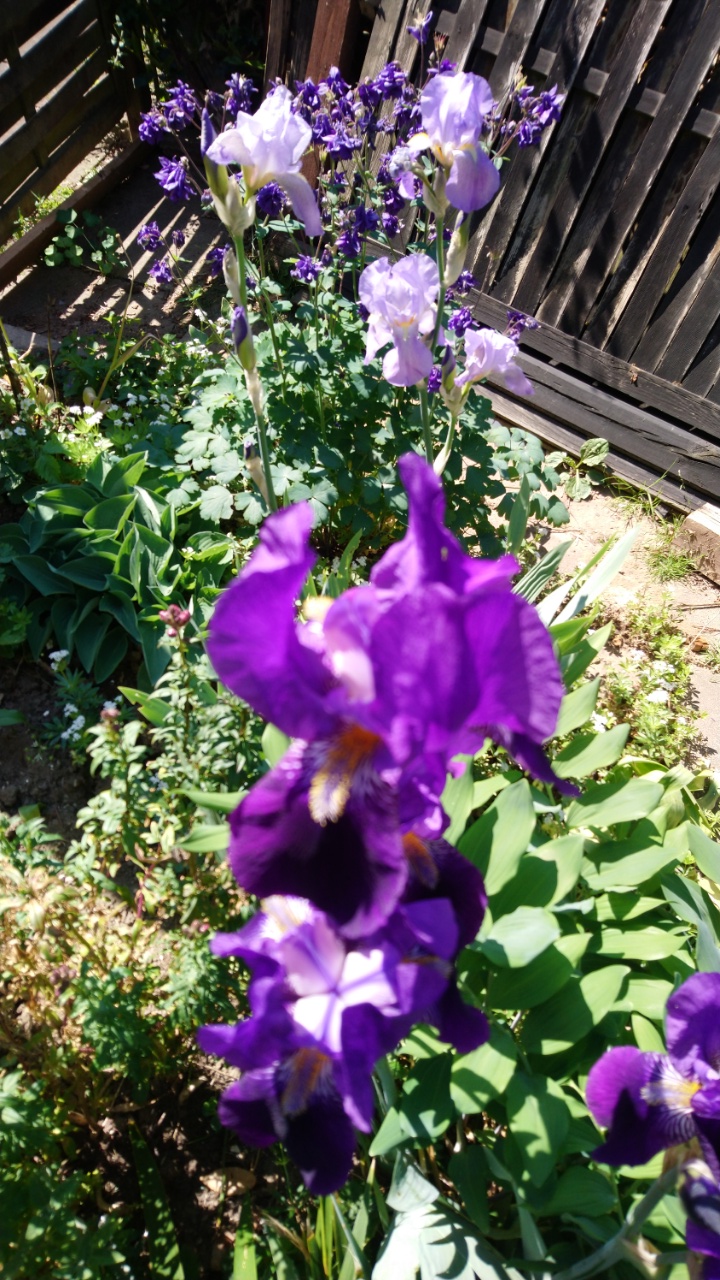 Iris und Co