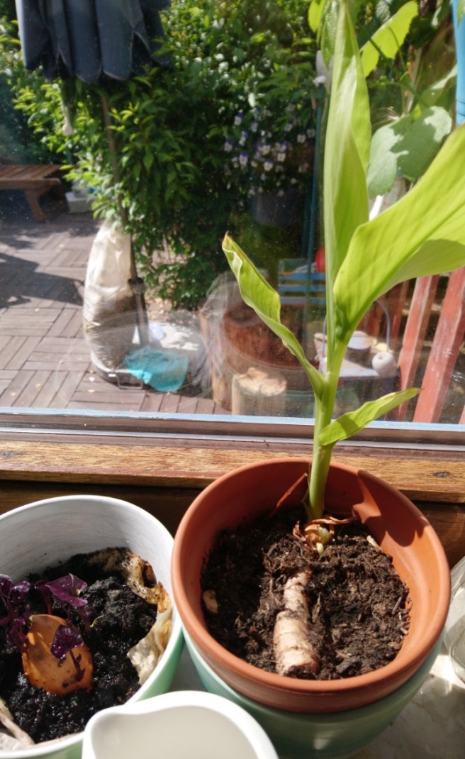 kurkuma und süsskartoffel