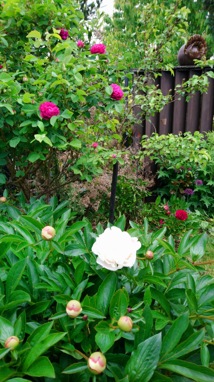 erste Phingsrose