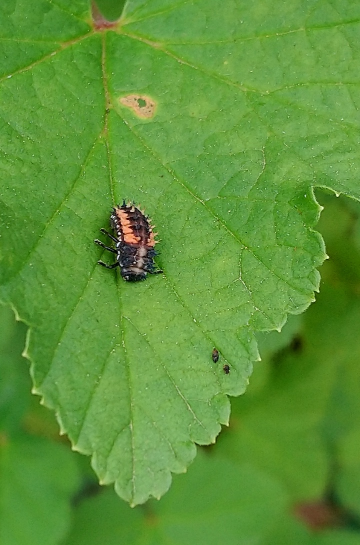 Marienkäfer Larve