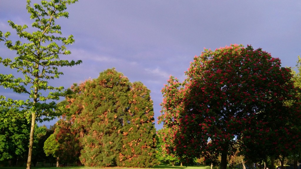 Waldmeister, Papageientulpen und&nbsp;Maibäume