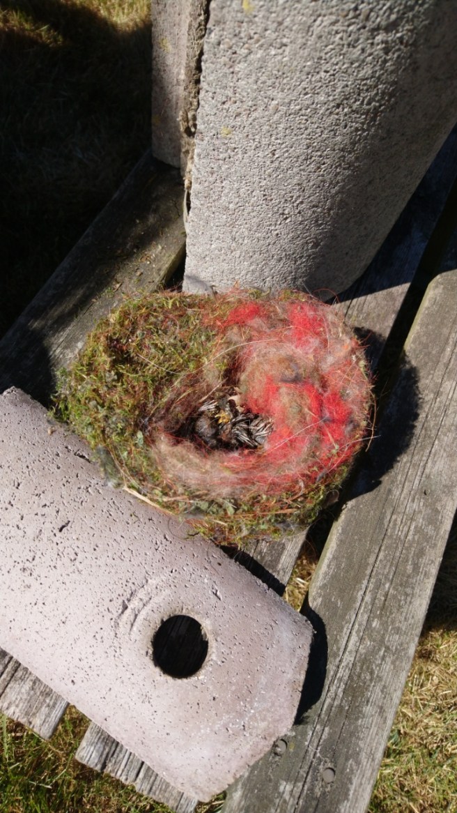 Meißen Krankheit Nest