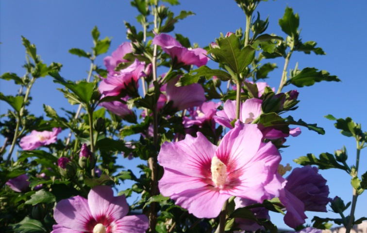 Hibiskus