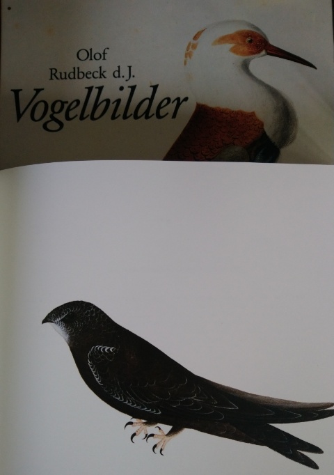 Zeichnung Olof Rudbeck d. J.