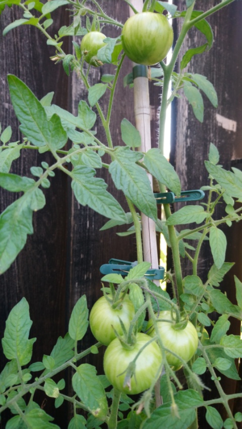 Tomaten Tigerella