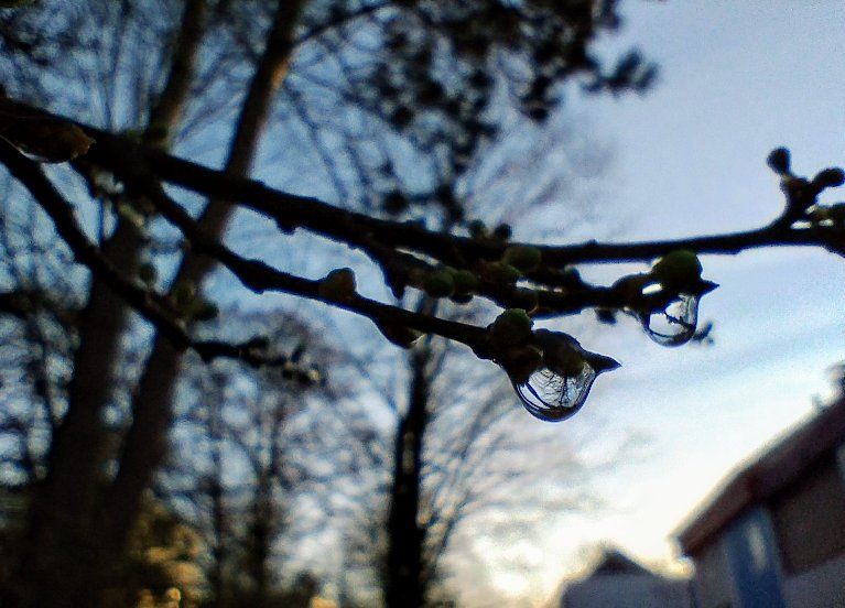 Regnerischer Februar und eine Gartenbuch&nbsp;Empfehlung
