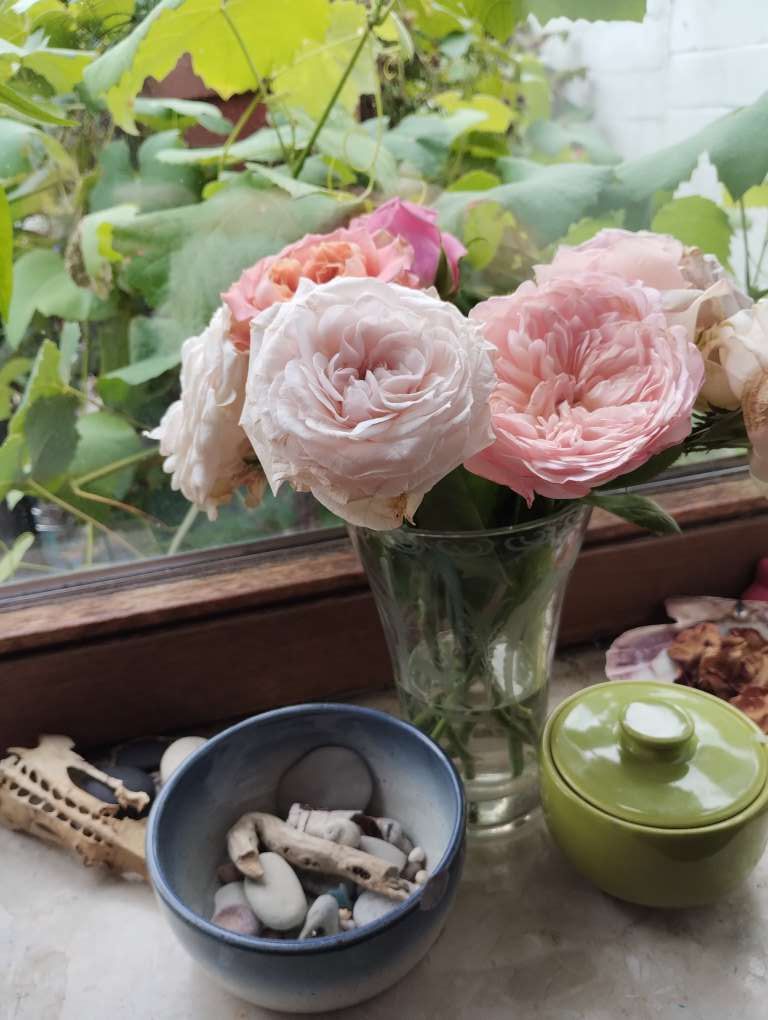 Sonntagsschätzelein mit zu erwartenden Sternschnuppen&nbsp;(Wünsche)